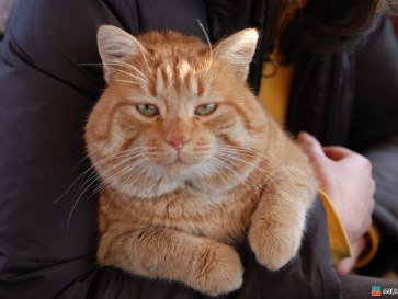 Латвия-2008. Рыжий кот Латвия-2008. Рыжий кот