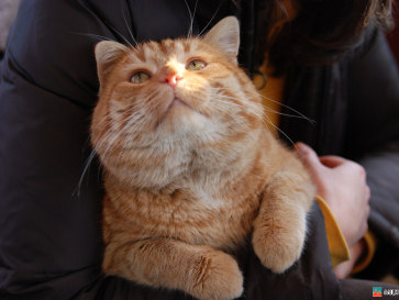 Латвия-2008. Рыжий кот Латвия-2008. Рыжий кот